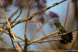 Glittering-throated Emerald