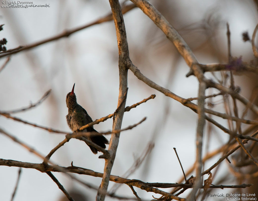 Glittering-throated Emerald, identification, habitat