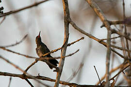 Glittering-throated Emerald