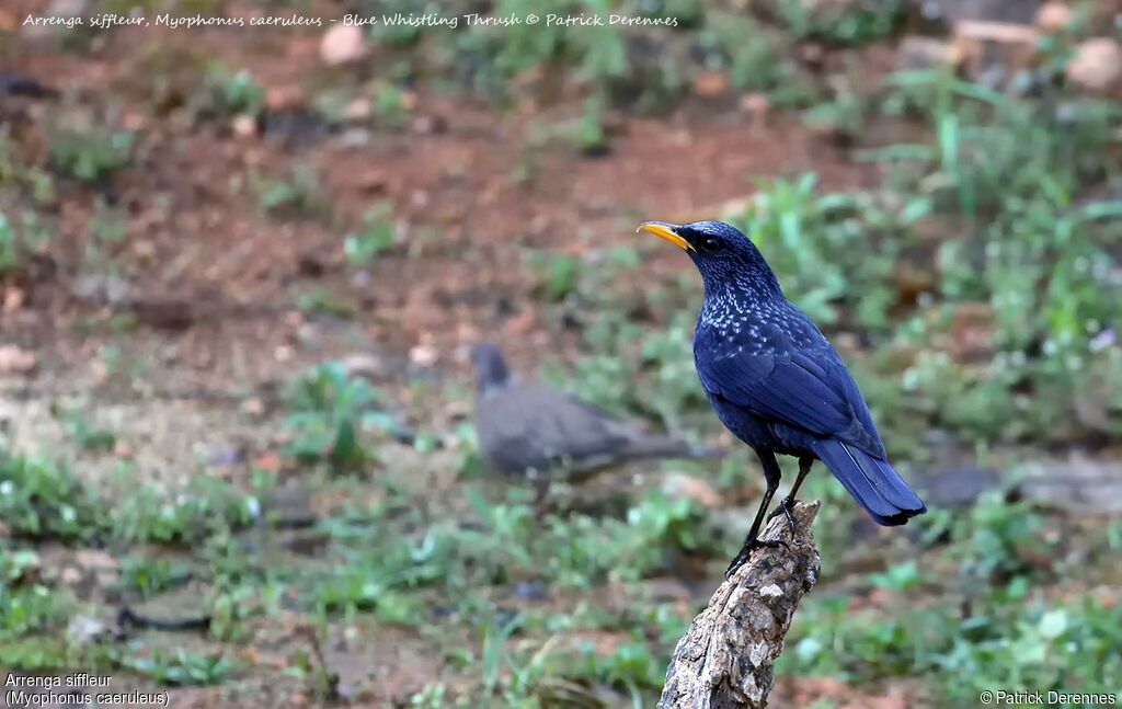 Blue Whistling Thrush