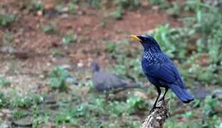 Blue Whistling Thrush