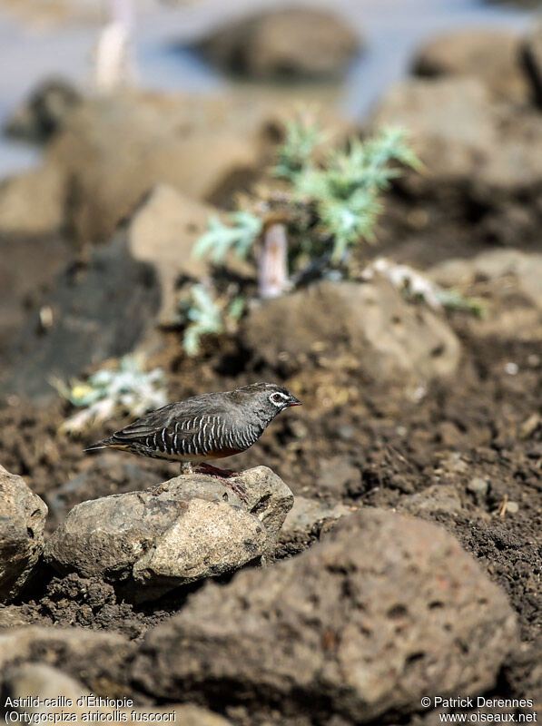 Astrild-caille d'Éthiopie mâle adulte, identification