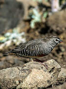 Quailfinch (fuscocrissa)