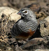 Quailfinch (fuscocrissa)