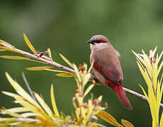 Crimson-rumped Waxbill