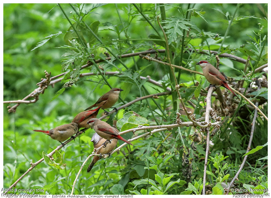 Crimson-rumped Waxbilladult, identification, Behaviour