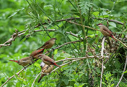 Crimson-rumped Waxbill