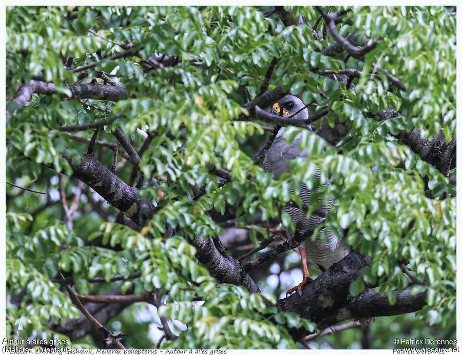 Autour à ailes grisesadulte, identification, Comportement