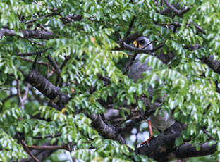 Autour à ailes grises