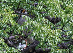 Eastern Chanting Goshawk