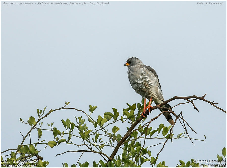 Eastern Chanting Goshawkadult, identification