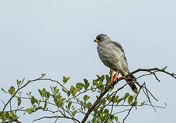 Eastern Chanting Goshawk