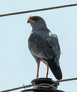 Dark Chanting Goshawk