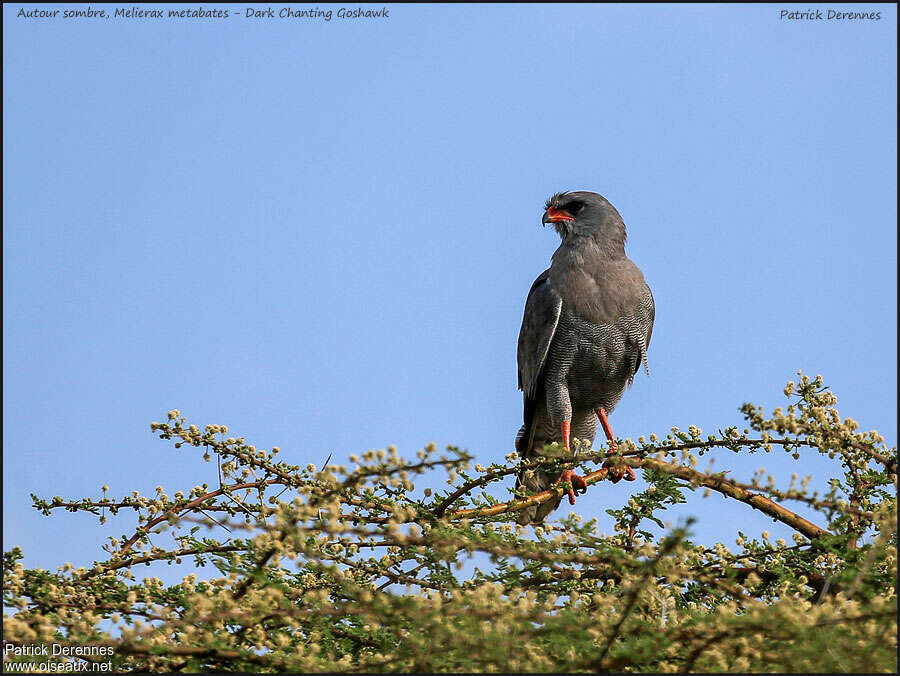 Dark Chanting Goshawkadult, identification