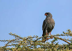 Dark Chanting Goshawk