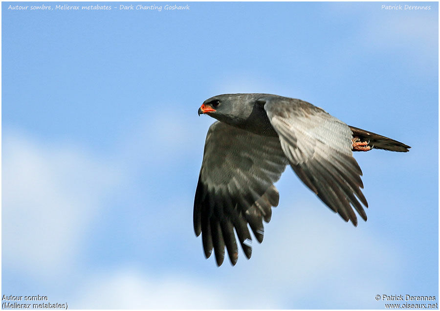 Dark Chanting Goshawkadult, identification