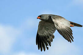 Dark Chanting Goshawk