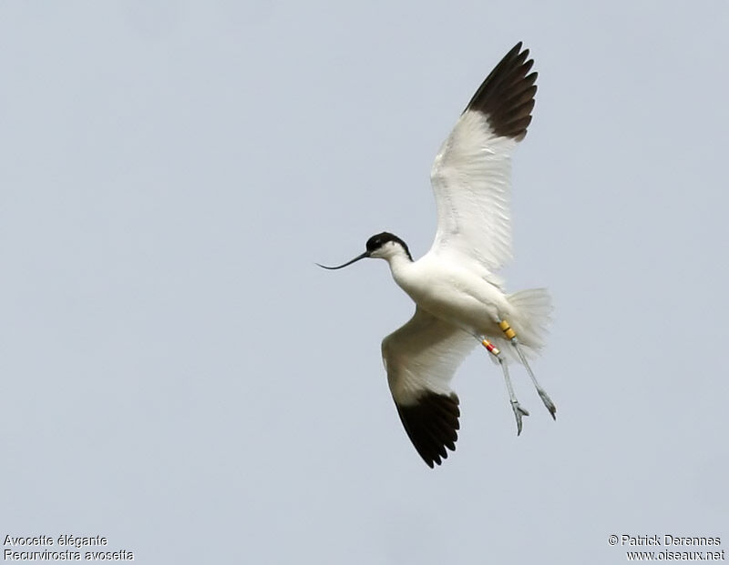 Avocette éléganteadulte