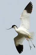 Avocette élégante