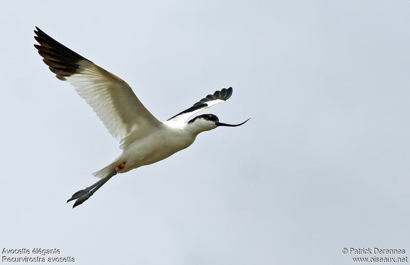 Avocette éléganteadulte