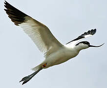 Avocette élégante