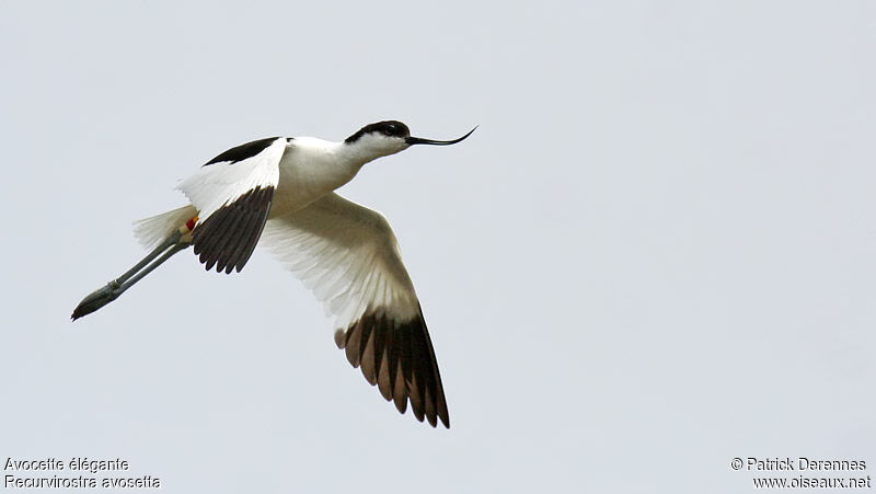 Avocette éléganteadulte