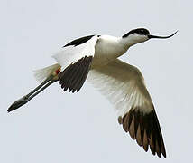 Avocette élégante