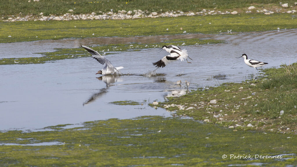 Pied Avocet, identification, habitat, Flight, Behaviour