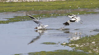 Avocette élégante