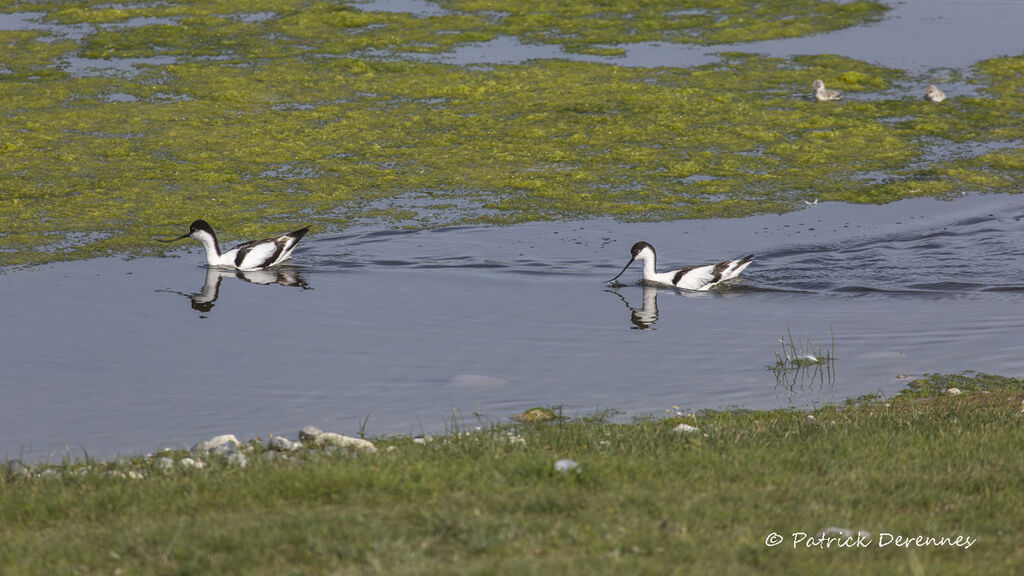 Pied Avocet, identification, habitat, swimming