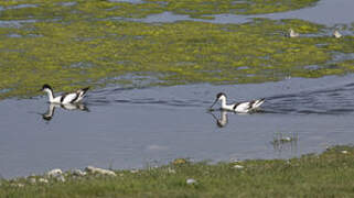 Avocette élégante