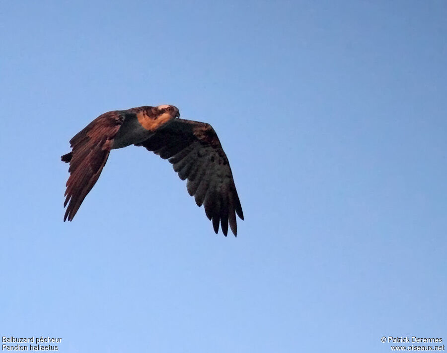 Western Osprey male adult, Flight