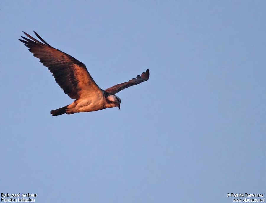 Western Osprey male adult, Flight