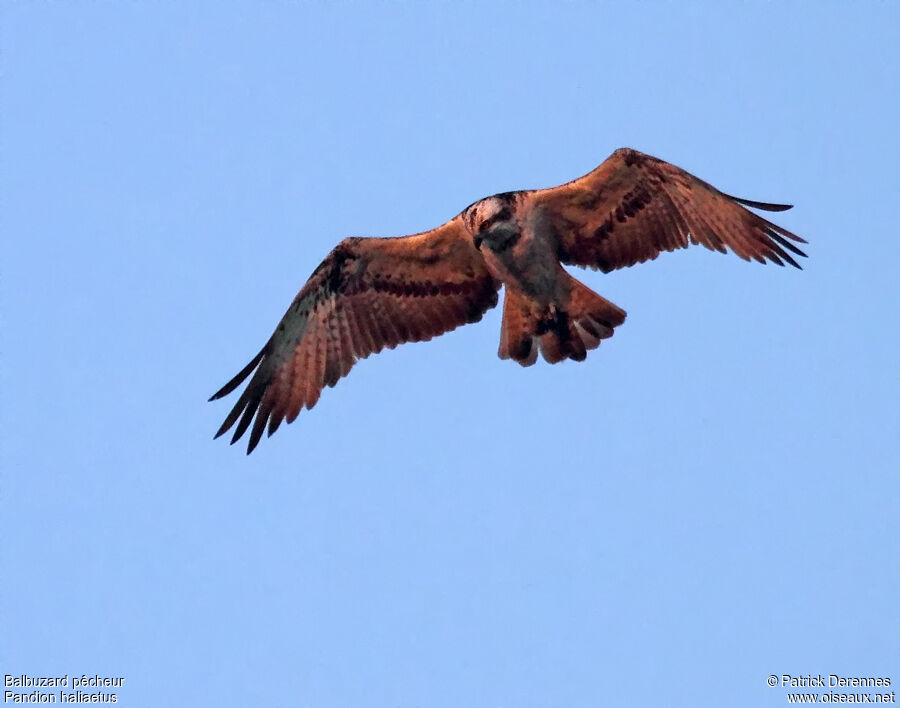 Western Osprey male adult, Flight