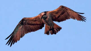 Western Osprey