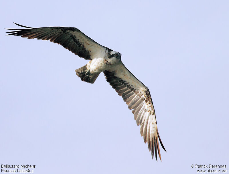Osprey male adult, Flight