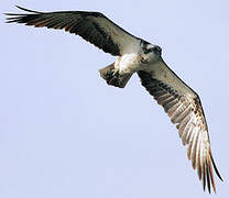 Western Osprey