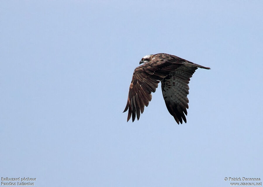 Western Osprey male adult, Flight