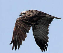 Western Osprey