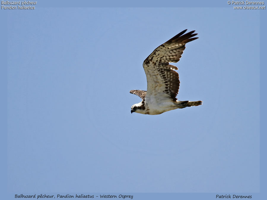 Western Osprey, Flight