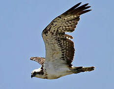 Western Osprey