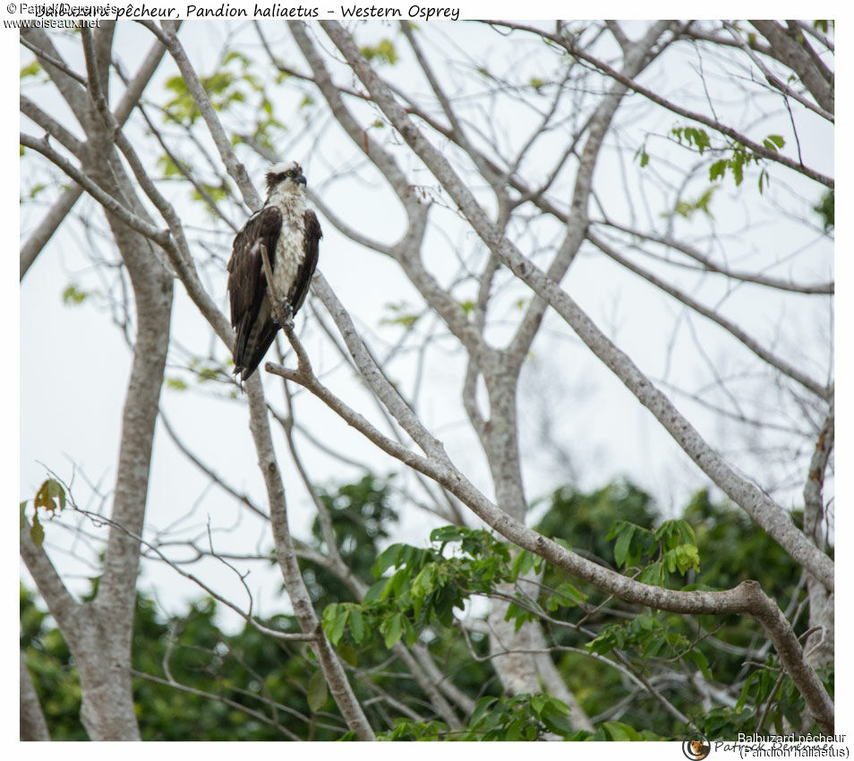 Western Osprey, identification, habitat