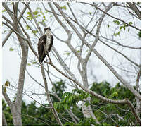 Western Osprey