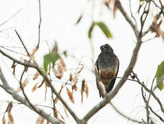 Swallow-winged Puffbird