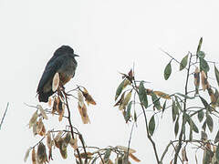 Swallow-winged Puffbird