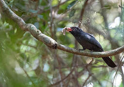 Black-fronted Nunbird