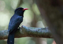 Black-fronted Nunbird