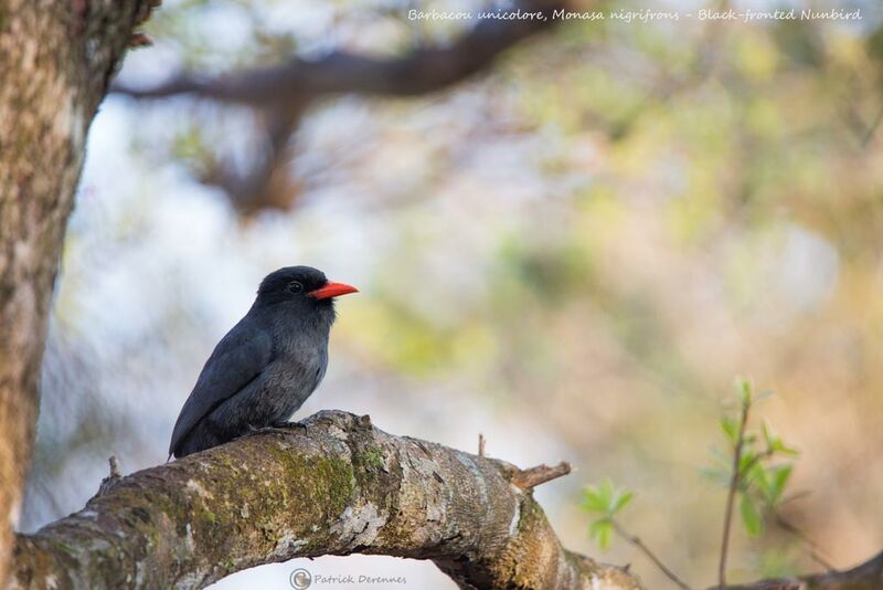 Black-fronted Nunbird, identification, habitat
