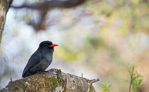 Black-fronted Nunbird