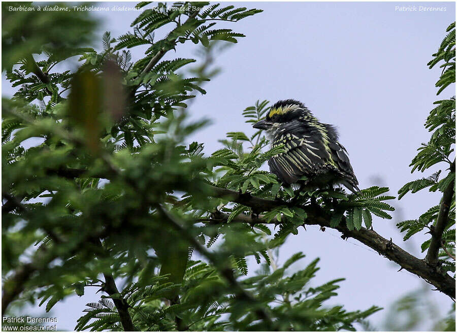 Red-fronted Barbet, habitat, camouflage, pigmentation